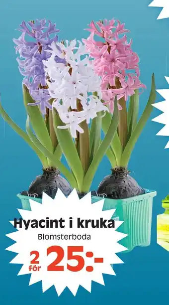 Hyacint i kruka
