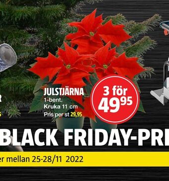 Julstjärna