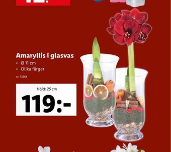 Lidl Amaryllis i glasvas erbjuda