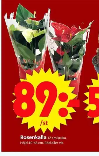 ICA Supermarket Finish krukväxt erbjuda