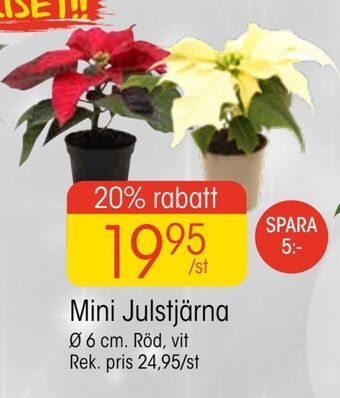 EKO Mini julstjärna erbjuda