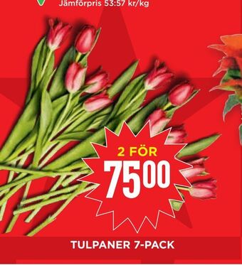 Willys Hemma Tulpaner 7-pack erbjuda