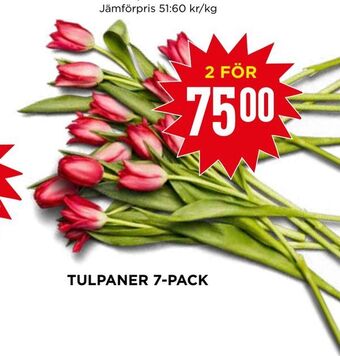 Willys Tulpaner 7-pack erbjuda