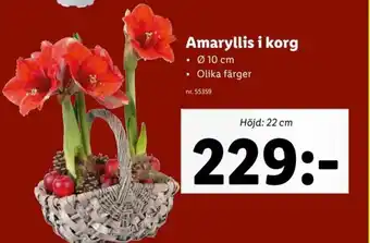Lidl Amaryllis i Korg erbjuda