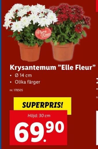 Lidl Krysantemum "Elle Fleur" erbjuda