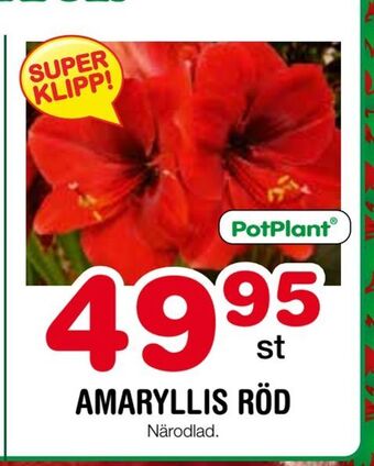 Nya Pulsen Amaryllis röd erbjuda