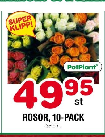 Nya Pulsen Rosor, 10-pack erbjuda