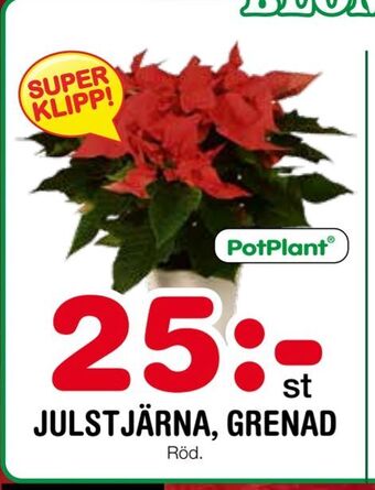 Julstjärna, grenad