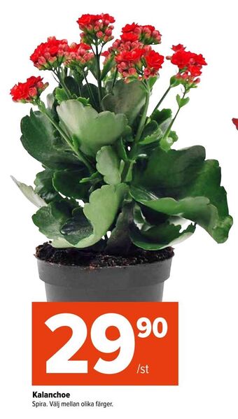 Coop Extra Kalanchoe erbjuda