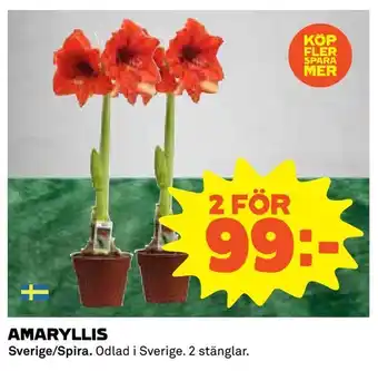 Amaryllis
