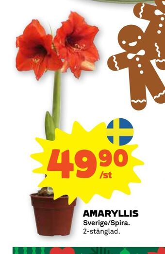 Stora Coop Amaryllis erbjuda