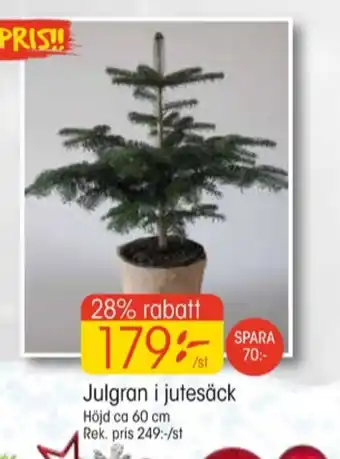 EKO Intrigue julgran erbjuda