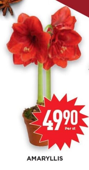 Amaryllis