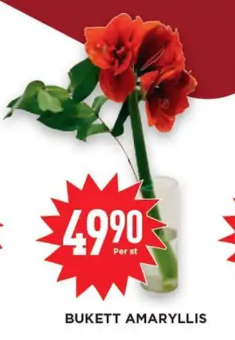 Willys Bukett Amaryllis erbjuda