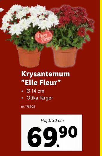 Lidl Krysantemum Elle Fleur erbjuda