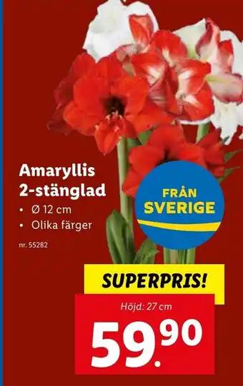 Lidl Amaryllis 2-stänglad erbjuda
