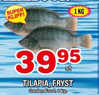 Nya Pulsen Tilapia, fryst erbjuda