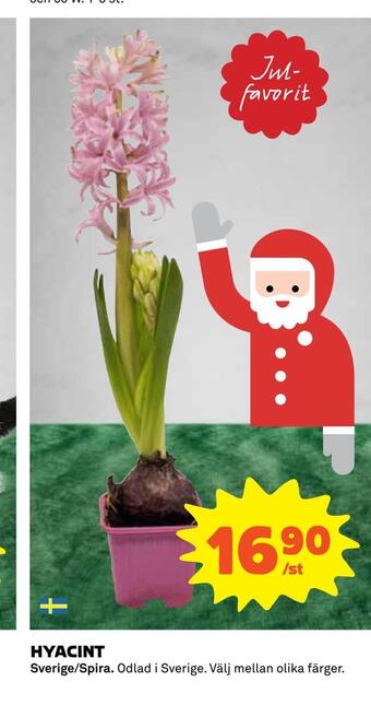 Coop Hyacint erbjuda