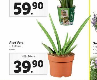 Lidl Aloe Vera erbjuda