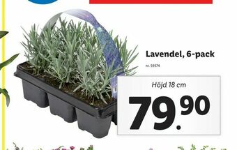 Lidl Lavendel, 6-pack erbjuda