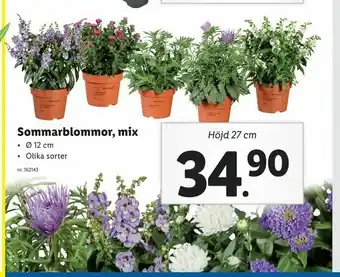 Sommar blommor, mix
