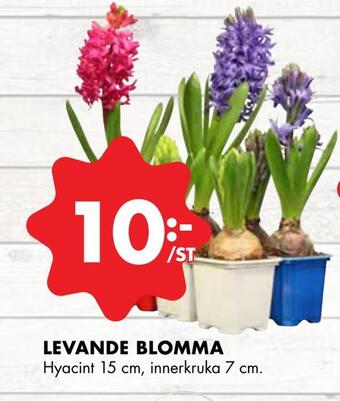 Levande blomma