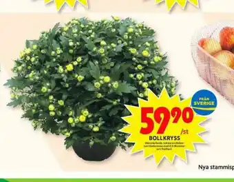 Plantor