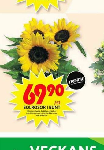 ICA Maxi Blomsterboda Blommor erbjuda