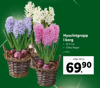 Lidl Hyacintgrupp i Korg erbjuda