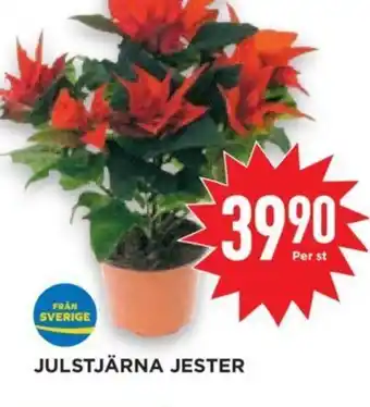 Willys Julstjärna Jester erbjuda