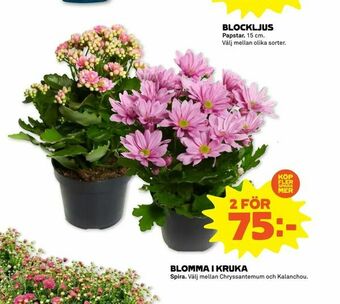 Coop Forum Blomma i kruka erbjuda