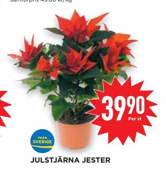 Willys Hemma Julstjärna jester erbjuda