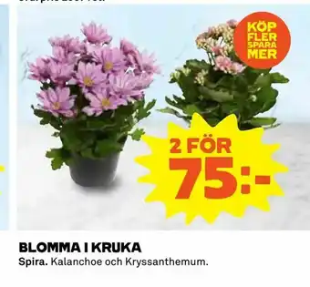 Blomma i kruka