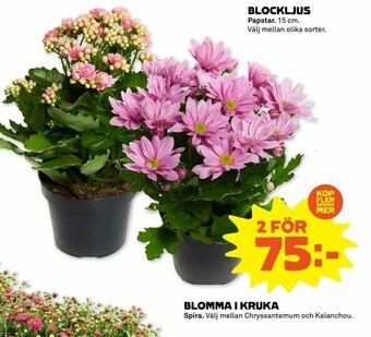 Blomma i kruka