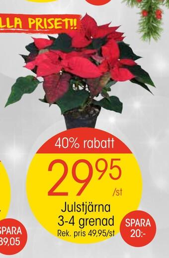 Julstjärna 3-4 grenad