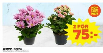 Blomma i kruka