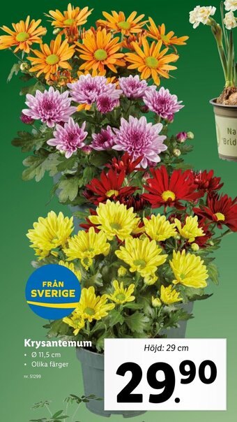 Lidl Krysantemum erbjuda