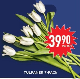 Willys Tulpaner 7-Pack erbjuda