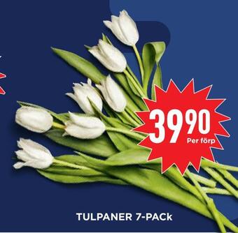 Willys Hemma Tulpaner 7-pack erbjuda