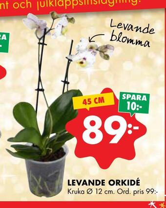 ÖoB Levande orkidé erbjuda