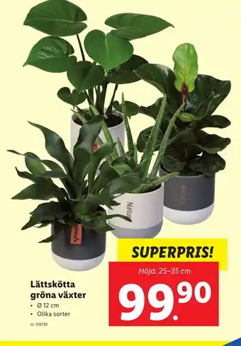 Lidl Lättskötta gröna växter erbjuda
