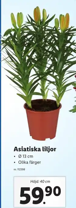 Lidl Asiatiska lilijor erbjuda