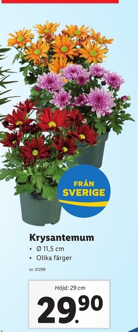 Lidl Krysantemum erbjuda