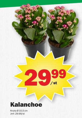 Pekås Kalanchoe erbjuda
