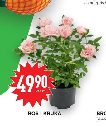 Willys Hemma Ros i kruka erbjuda