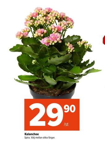Coop Extra Kalanchoe erbjuda