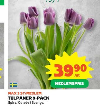 Coop Daglivs Tulpaner 9-pack erbjuda