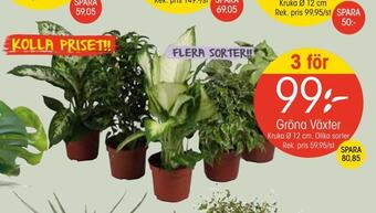 EKO Gröna växter erbjuda