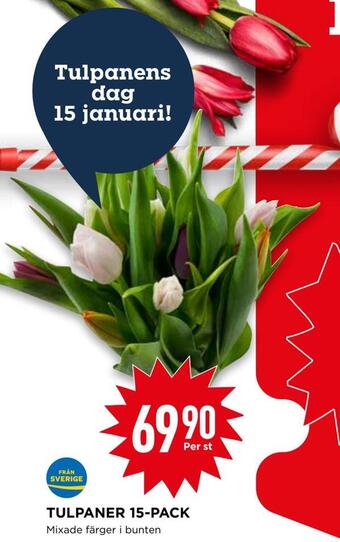 Willys Tulpaner 15-pack erbjuda