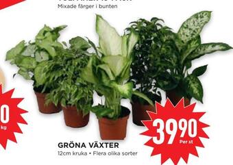 Willys Hemma Gröna växter erbjuda